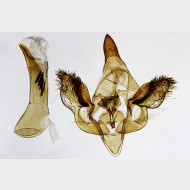 Camptogramma scripturata m