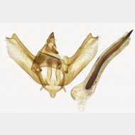 01 Charissa glaucinaria m
