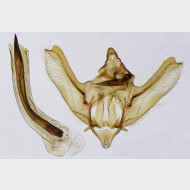 02 Charissa glaucinaria m
