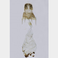 02 Chloroclysta siterata w