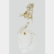 02 Coenotephria salicata w