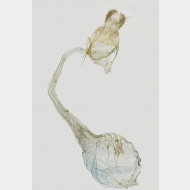 Colostygia pectinataria w v2