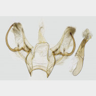 01 Cyclophora annularia m