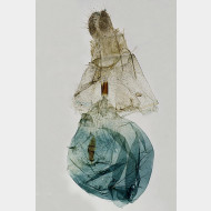 03 Ecliptopera silaceata w