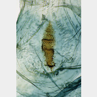 04 Ecliptopera silaceata w signum