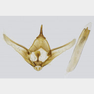 01 Ectropis crepuscularia m