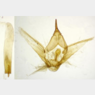09 Ectropis crepuscularia m