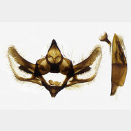 01 Hypomecis atomaria m