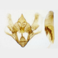 Hypomecis atomaria m