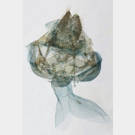 03 Ennomos fuscantaria w