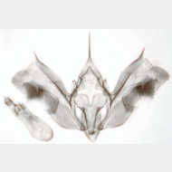 05 Epirrhoe alternata m