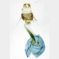 Epirrhoe alternata w