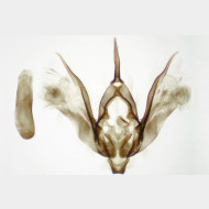 Epirrhoe hastulata m