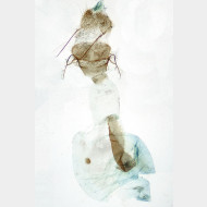 Epirrhoe molluginata w