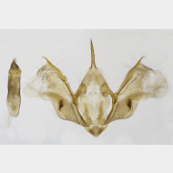 Epirrhoe tristata m