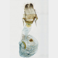 Epirrhoe tristata w v2