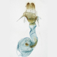 Epirrhoe tristata w