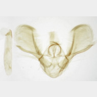Euchoeca nebulata m