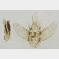 01 Eulithis populata m