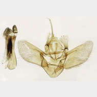03 Eulithis populata m