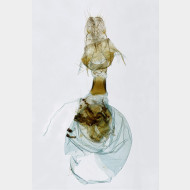 Eulithis prunata w