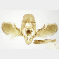 Euphyia unangulata m