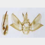 01 Eupithecia abbreviata m