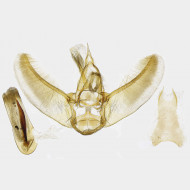 01 Eupithecia abietaria m