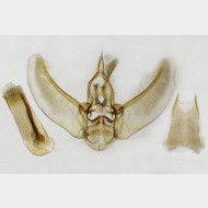 Eupithecia abietaria m