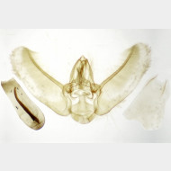 Eupithecia abietaria m2