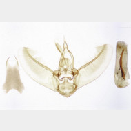 Eupithecia abietaria m