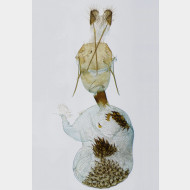 001 Eupithecia abietaria w