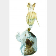 02 Eupithecia abietaria w