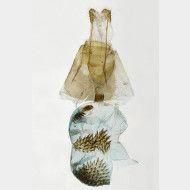 03 Eupithecia abietaria w