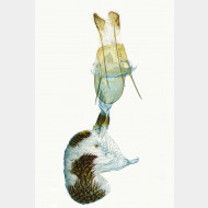 04 Eupithecia abietaria w