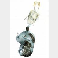 Eupithecia abietaria w