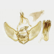 Eupithecia assimilata m