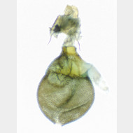 Eupithecia assimilata w2