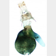 Eupithecia assimilata w