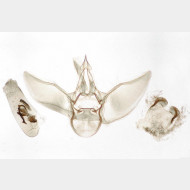 Eupithecia icterata m