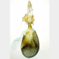 Eupithecia icterata w