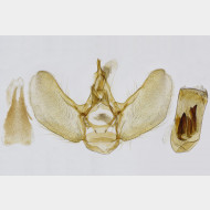 Eupithecia immundata m