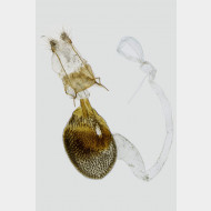 01 Eupithecia impurata w