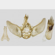 01 Eupithecia indigata m