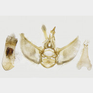 04 Eupithecia indigata m