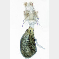 01 Eupithecia indigata w