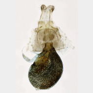 02 Eupithecia indigata w