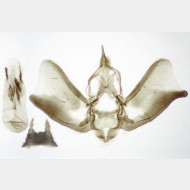 01 Eupithecia insigniata m