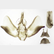 Eupithecia insigniata m