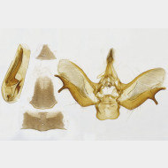 01 Eupithecia lanceata m